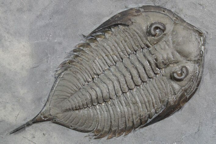 Dalmanites Trilobite Fossil - New York #357142